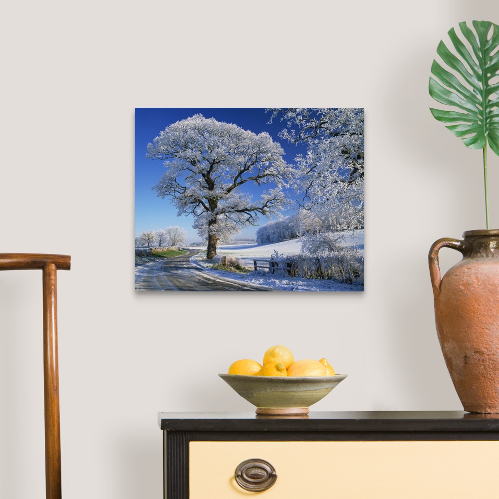 A traditional room featuring Frosted tree at roadside and rural winter scene, Lincolnshire, England, UK