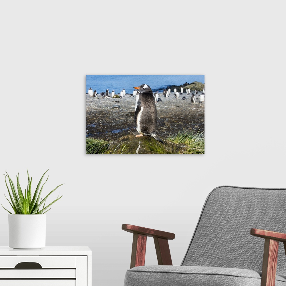 A modern room featuring Gentoo penguin (Pygoscelis papua) close up, Prion Island, South Georgia, Antarctica, Polar Regions