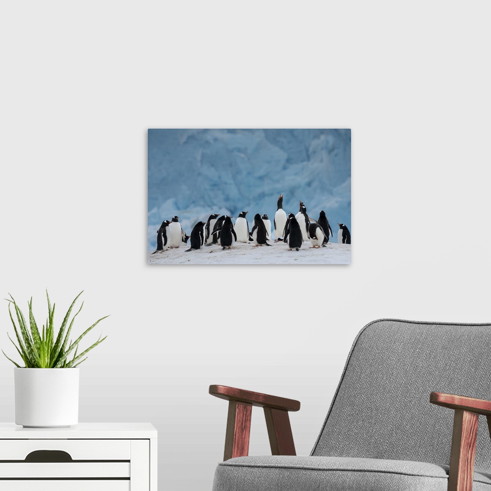 A modern room featuring Gentoo penguin colony (Pygoscelis papua) in front of a recently collapsed glacier, Damoy Point, W...