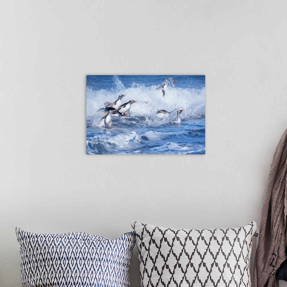 A bohemian room featuring Gentoo penguins (Pygocelis papua papua) jumping out of the water, Sea Lion Island, Falkland Islan...
