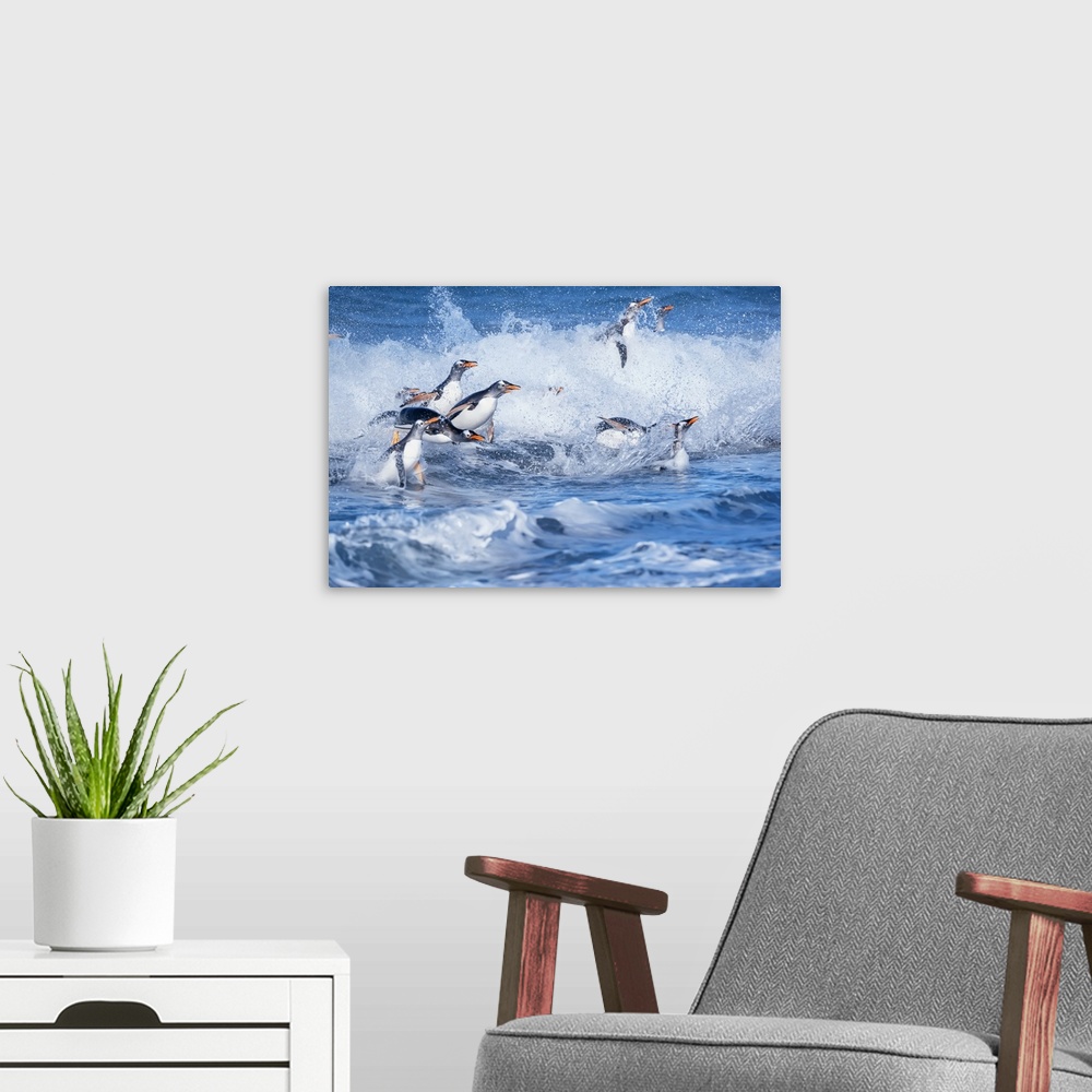 A modern room featuring Gentoo penguins (Pygocelis papua papua) jumping out of the water, Sea Lion Island, Falkland Islan...