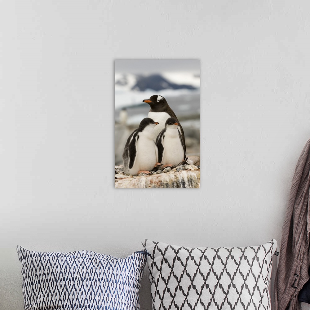 A bohemian room featuring Gentoo penguins, Petermann Island, Antarctic Peninsula, Antarctica
