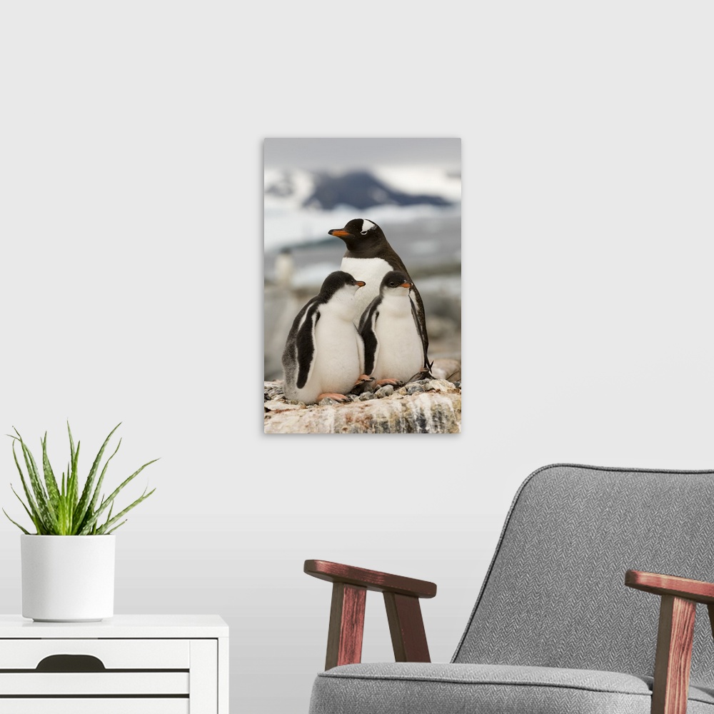 A modern room featuring Gentoo penguins, Petermann Island, Antarctic Peninsula, Antarctica