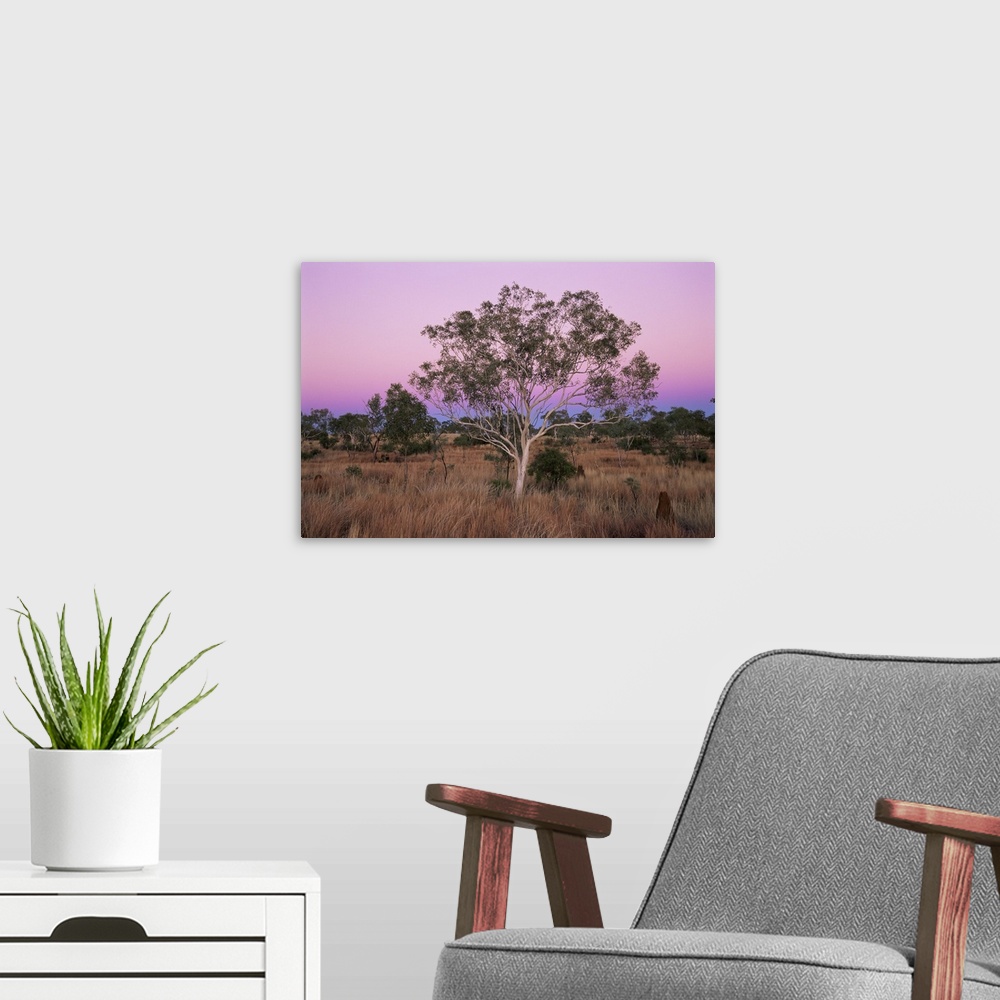 A modern room featuring Ghost gums, Northern Territory, Australia, Pacific