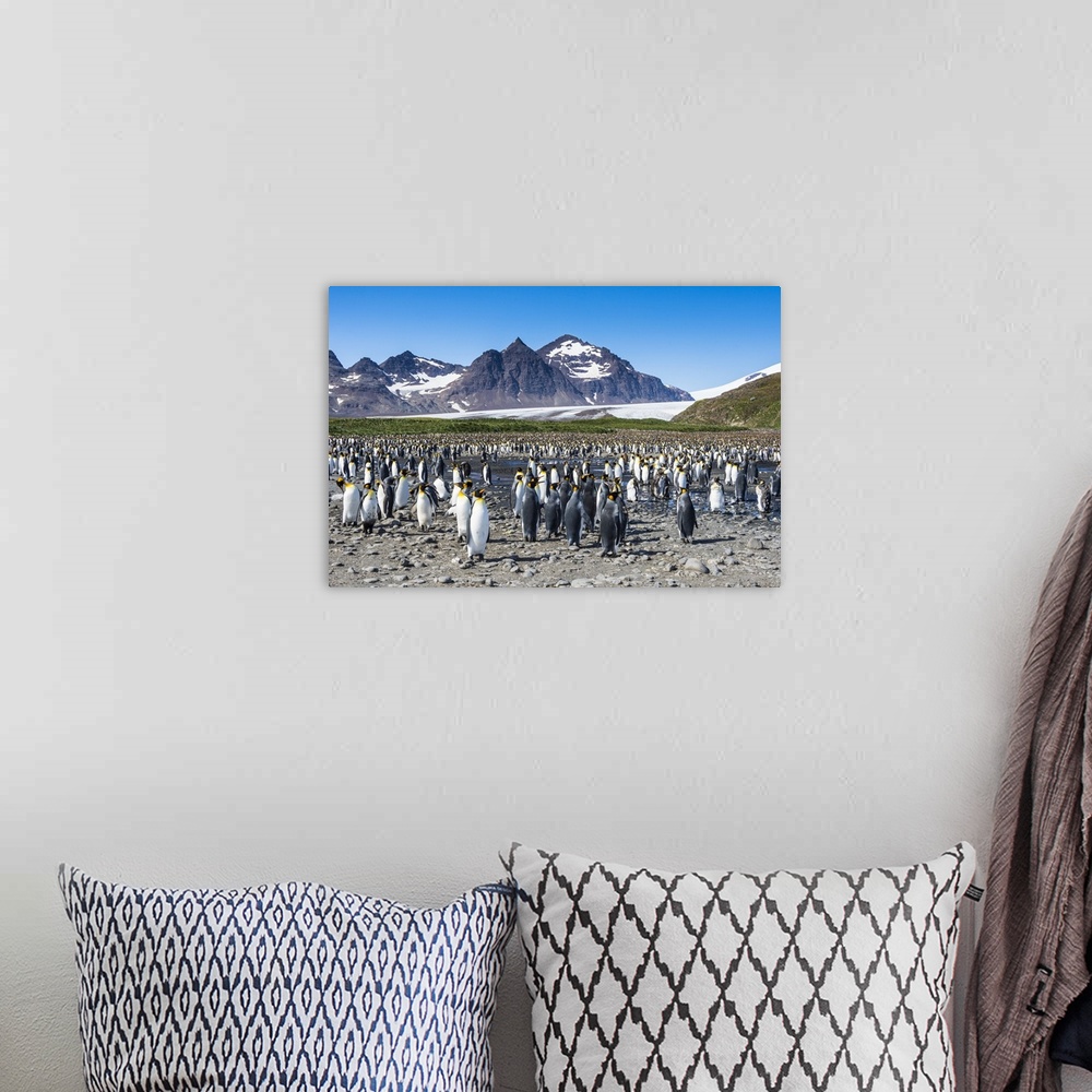 A bohemian room featuring Giant king penguin (Aptenodytes patagonicus) colony, Salisbury Plain, South Georgia, Antarctica, ...
