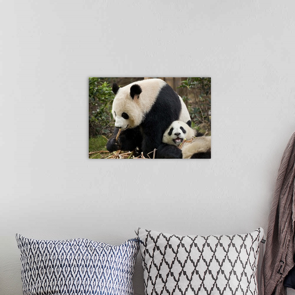 A bohemian room featuring Giant Panda cubs Panda Breeding and Research Centre, Chengdu, Sichuan, China