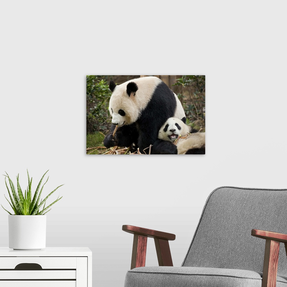 A modern room featuring Giant Panda cubs Panda Breeding and Research Centre, Chengdu, Sichuan, China