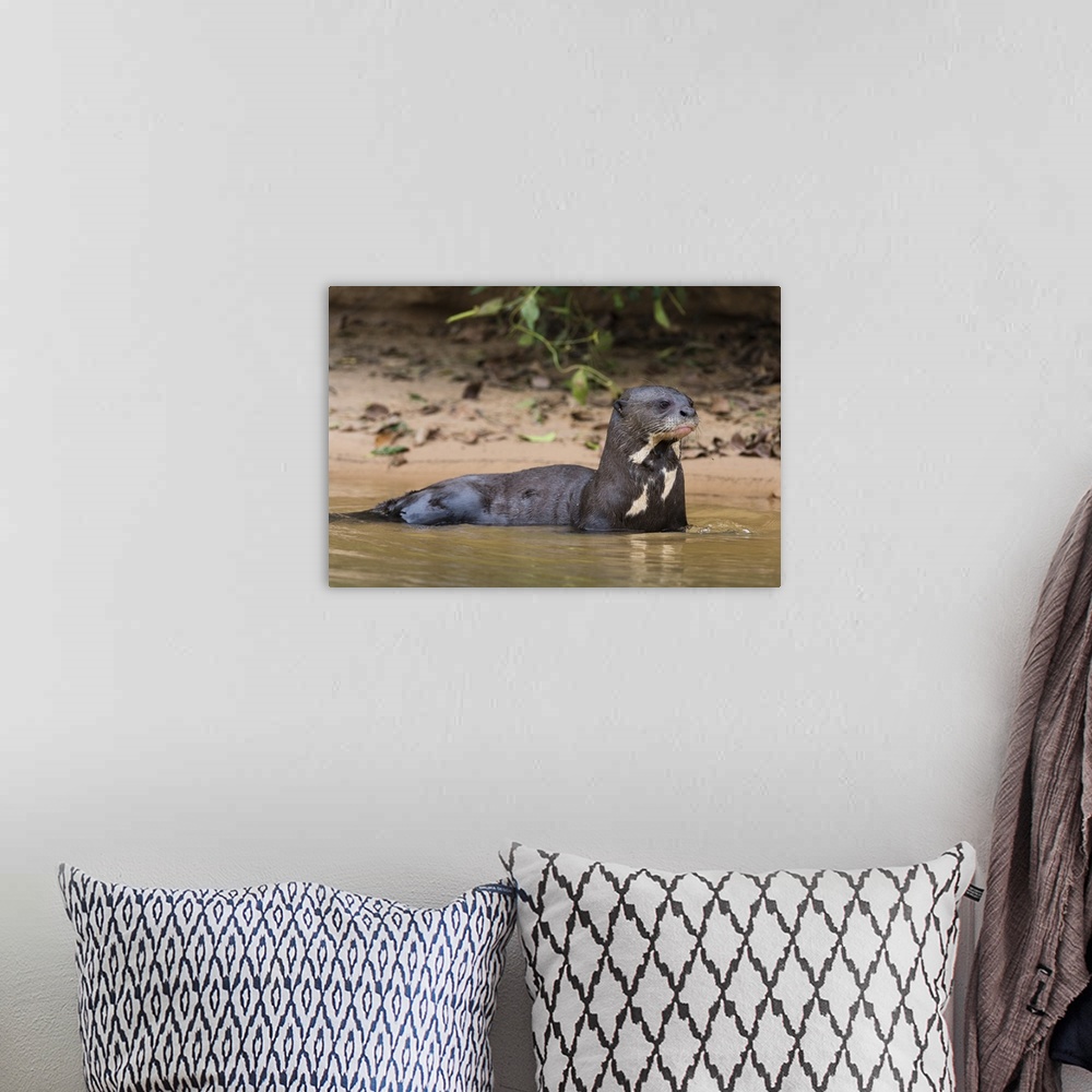 A bohemian room featuring Giant river otter, Pantanal, Mato Grosso, Brazil