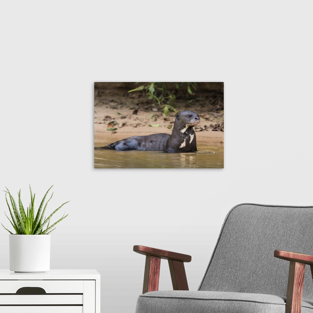 A modern room featuring Giant river otter, Pantanal, Mato Grosso, Brazil