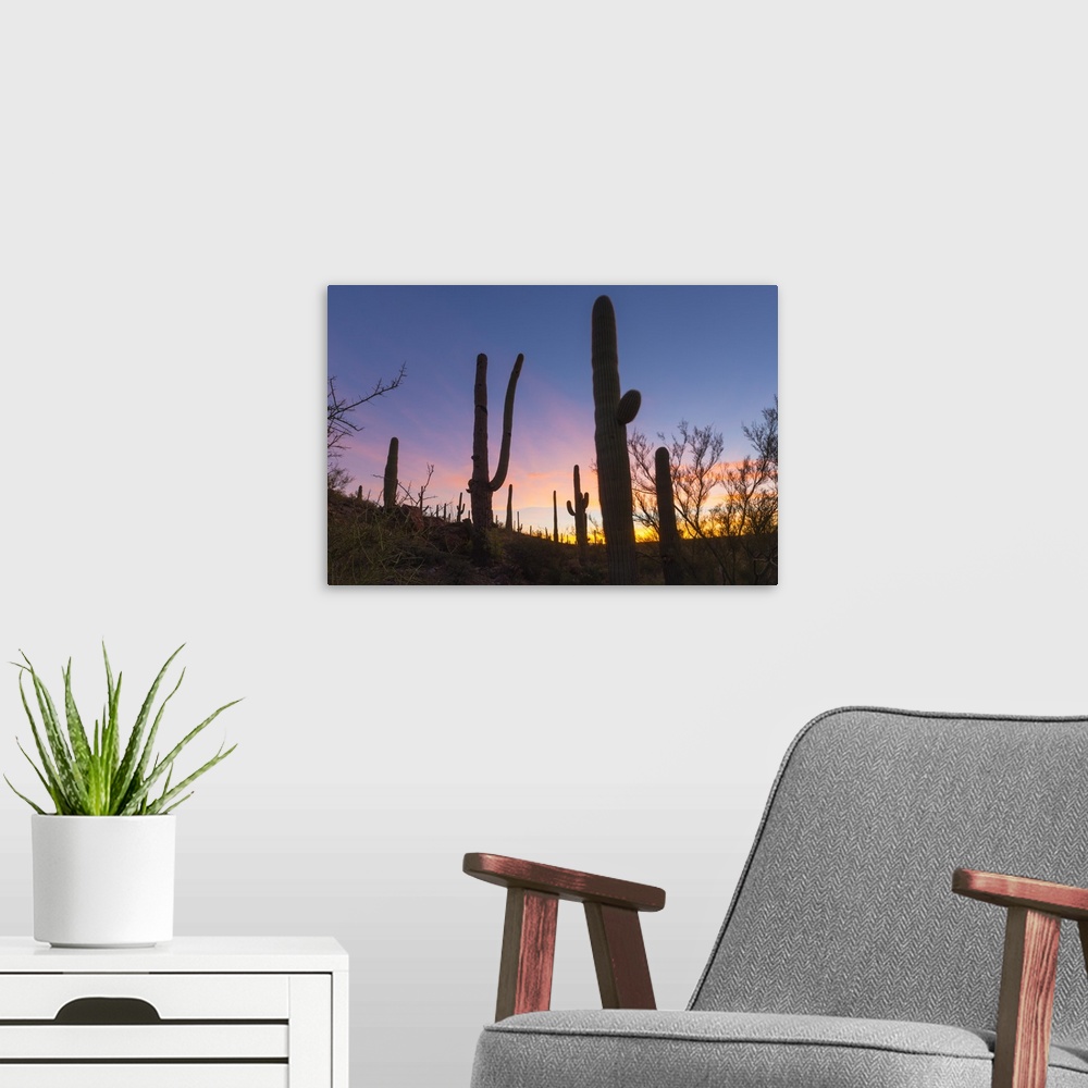 A modern room featuring Giant saguaro cactus (Carnegiea gigantea) at dawn in the Sweetwater Preserve, Tucson, Arizona, Un...