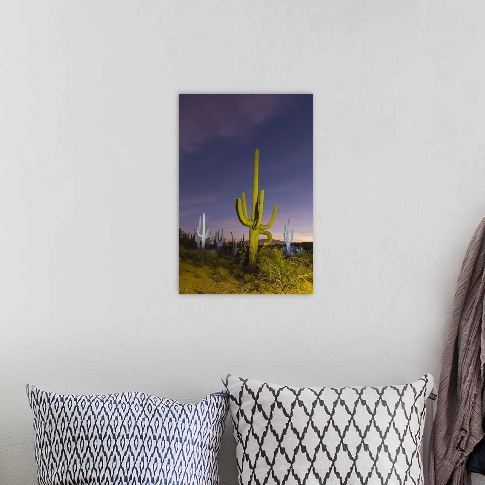 A bohemian room featuring Giant saguaro cactus (Carnegiea gigantea) at night in the Sweetwater Preserve, Tucson, Arizona, U...