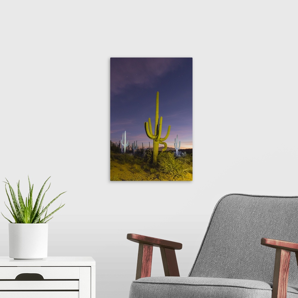A modern room featuring Giant saguaro cactus (Carnegiea gigantea) at night in the Sweetwater Preserve, Tucson, Arizona, U...