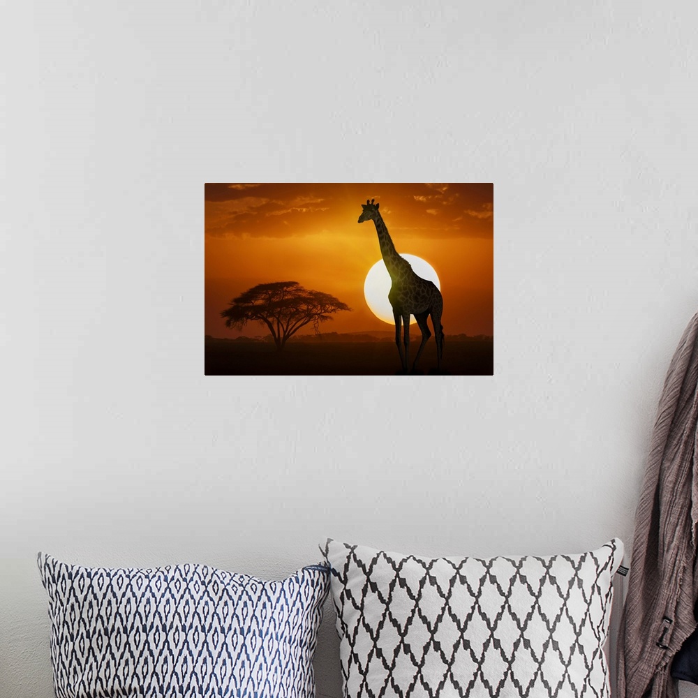 A bohemian room featuring Giraffe at sunset in Amboseli National Park, Kenya, East Africa, Africa