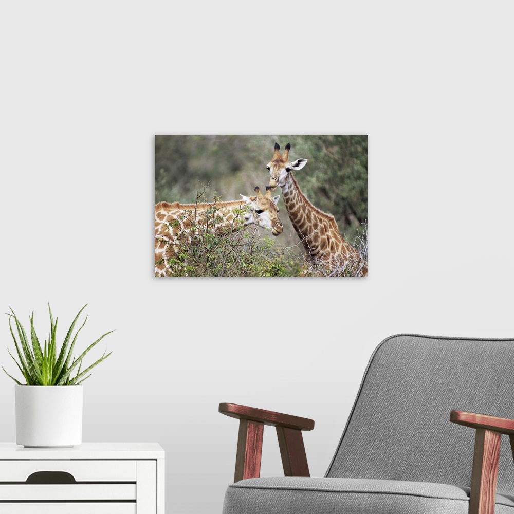 A modern room featuring Giraffe, Mala Mala Game Reserve, Sabi Sand Park, South Africa