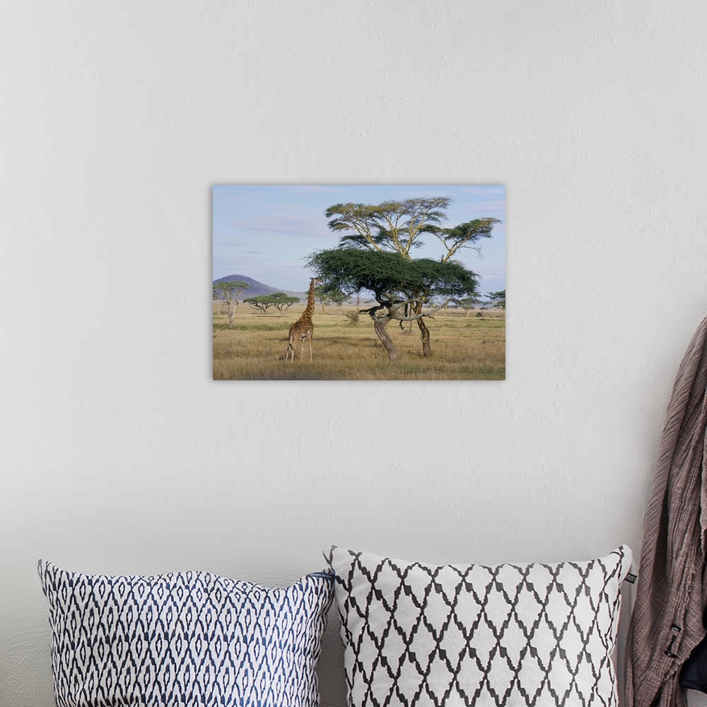 A bohemian room featuring Giraffe, Serengeti National Park, Tanzania, East Africa, Africa