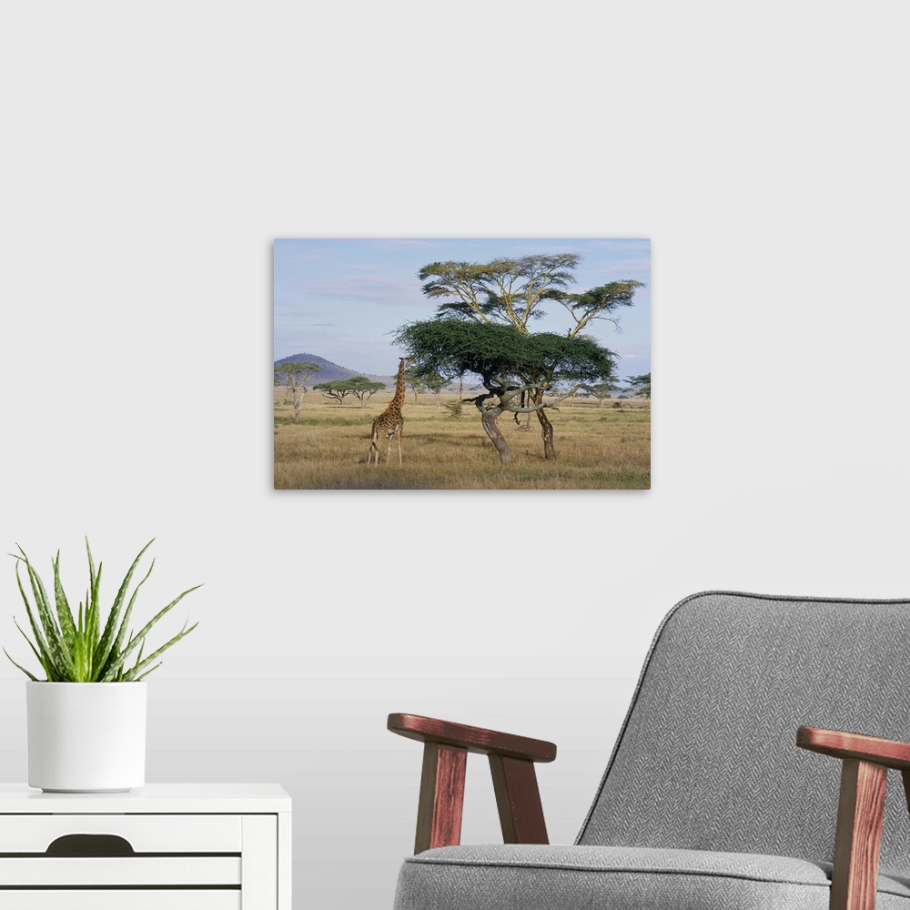 A modern room featuring Giraffe, Serengeti National Park, Tanzania, East Africa, Africa