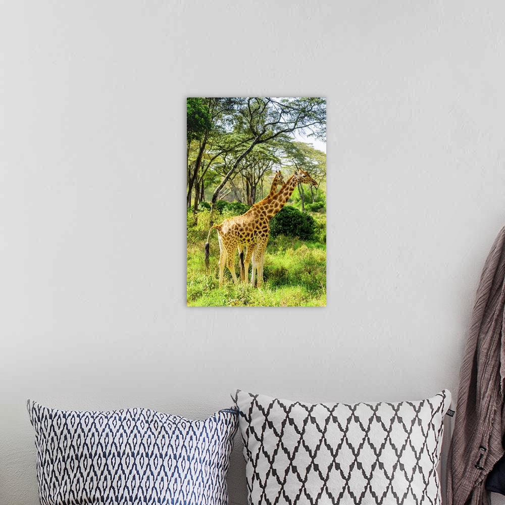 A bohemian room featuring Giraffes at a local Elephant and Giraffe sanctuary, Kenya, East Africa, Africa