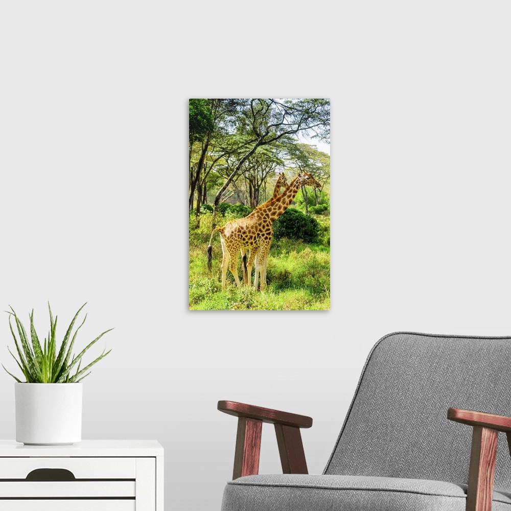 A modern room featuring Giraffes at a local Elephant and Giraffe sanctuary, Kenya, East Africa, Africa