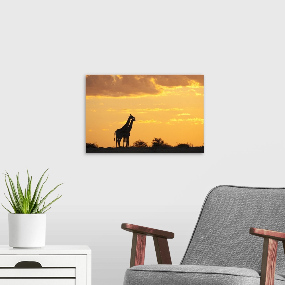 A modern room featuring Giraffes, silhouetted at sunset, Etosha National Park, Namibia