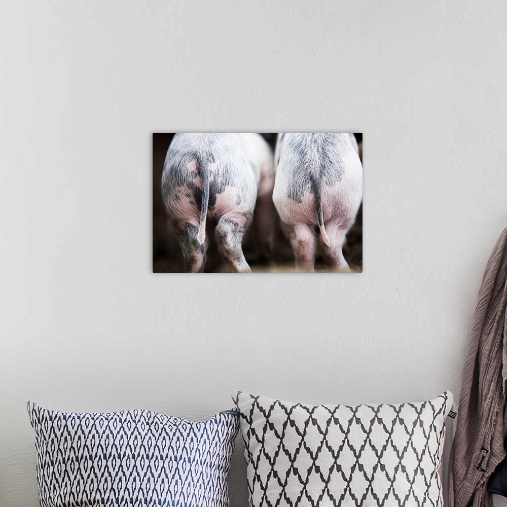 A bohemian room featuring Gloucestershire spot pigs, United Kingdom, Europe