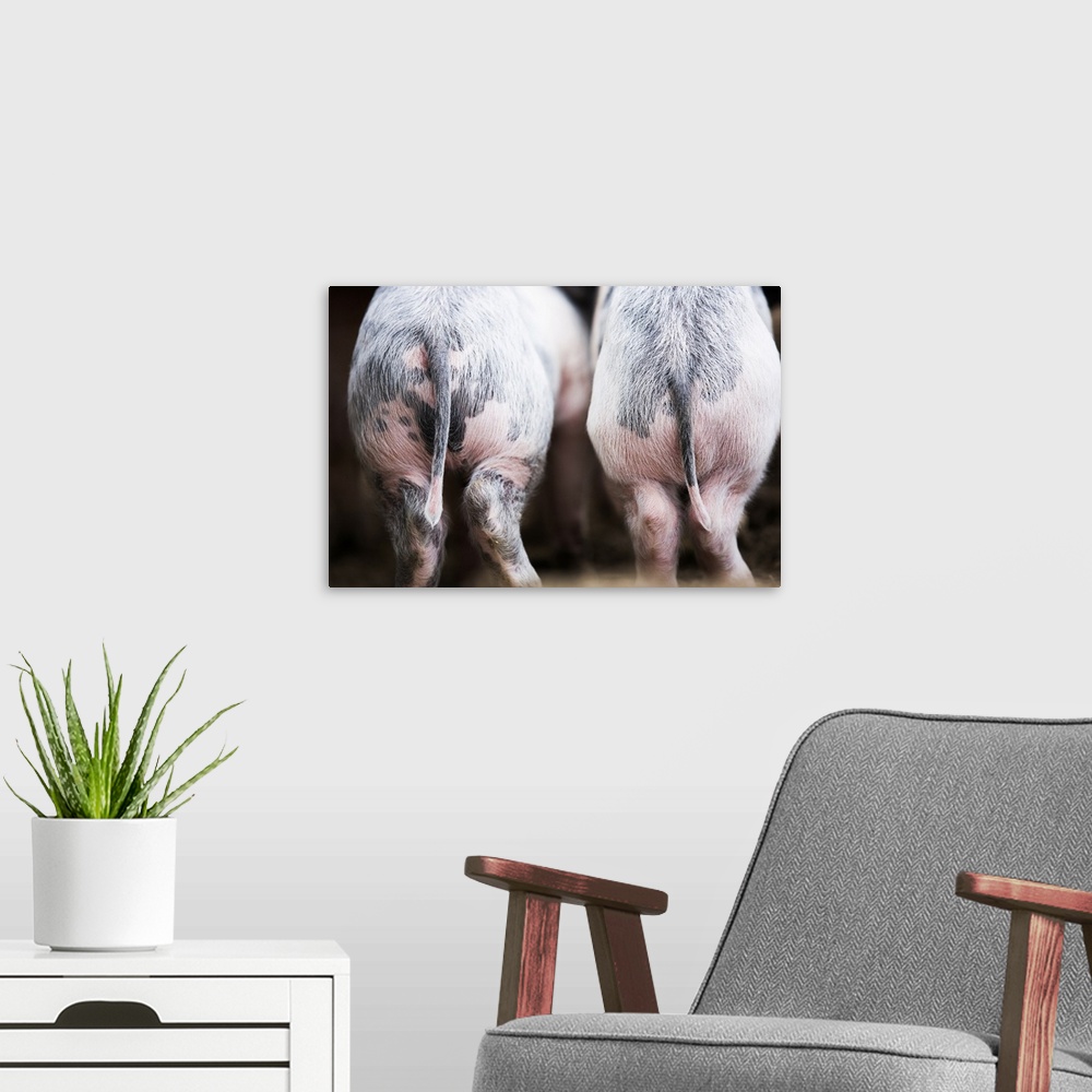 A modern room featuring Gloucestershire spot pigs, United Kingdom, Europe