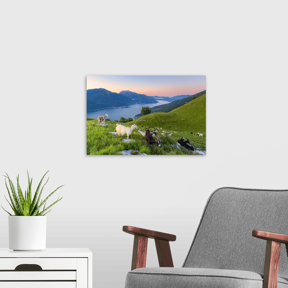 A modern room featuring Goats at pasture eating and Lake Como at sunrise, Musso, Lake Como, Lombardy, Italian Lakes, Ital...