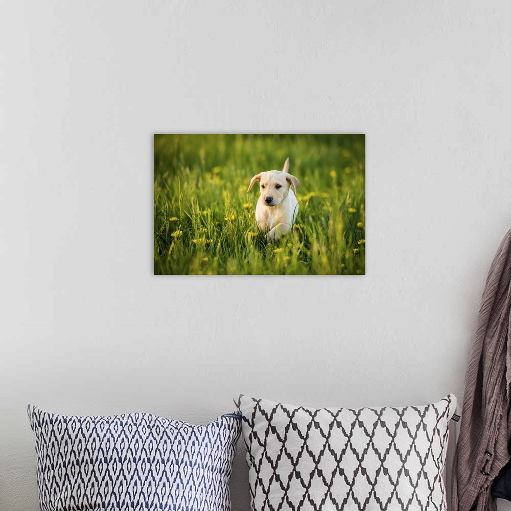 A bohemian room featuring Golden Labrador Puppy running through a field of daisies, United Kingdom, Europe