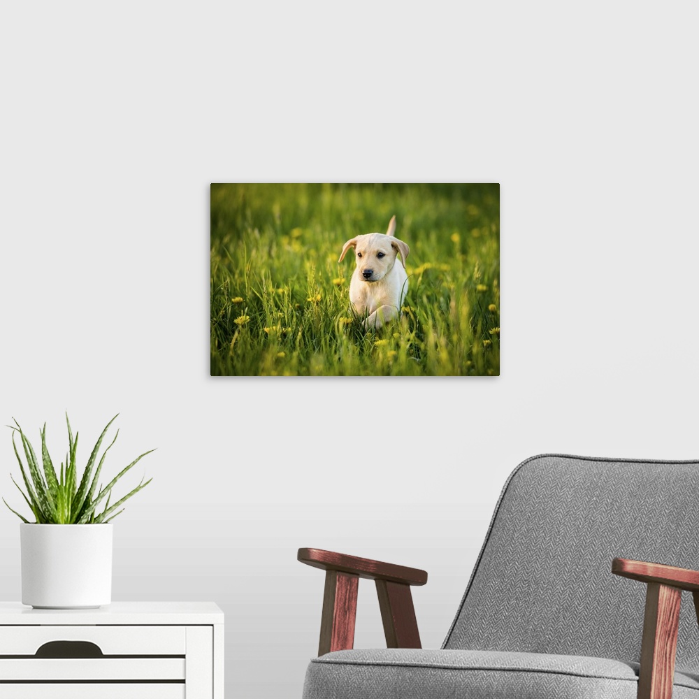 A modern room featuring Golden Labrador Puppy running through a field of daisies, United Kingdom, Europe
