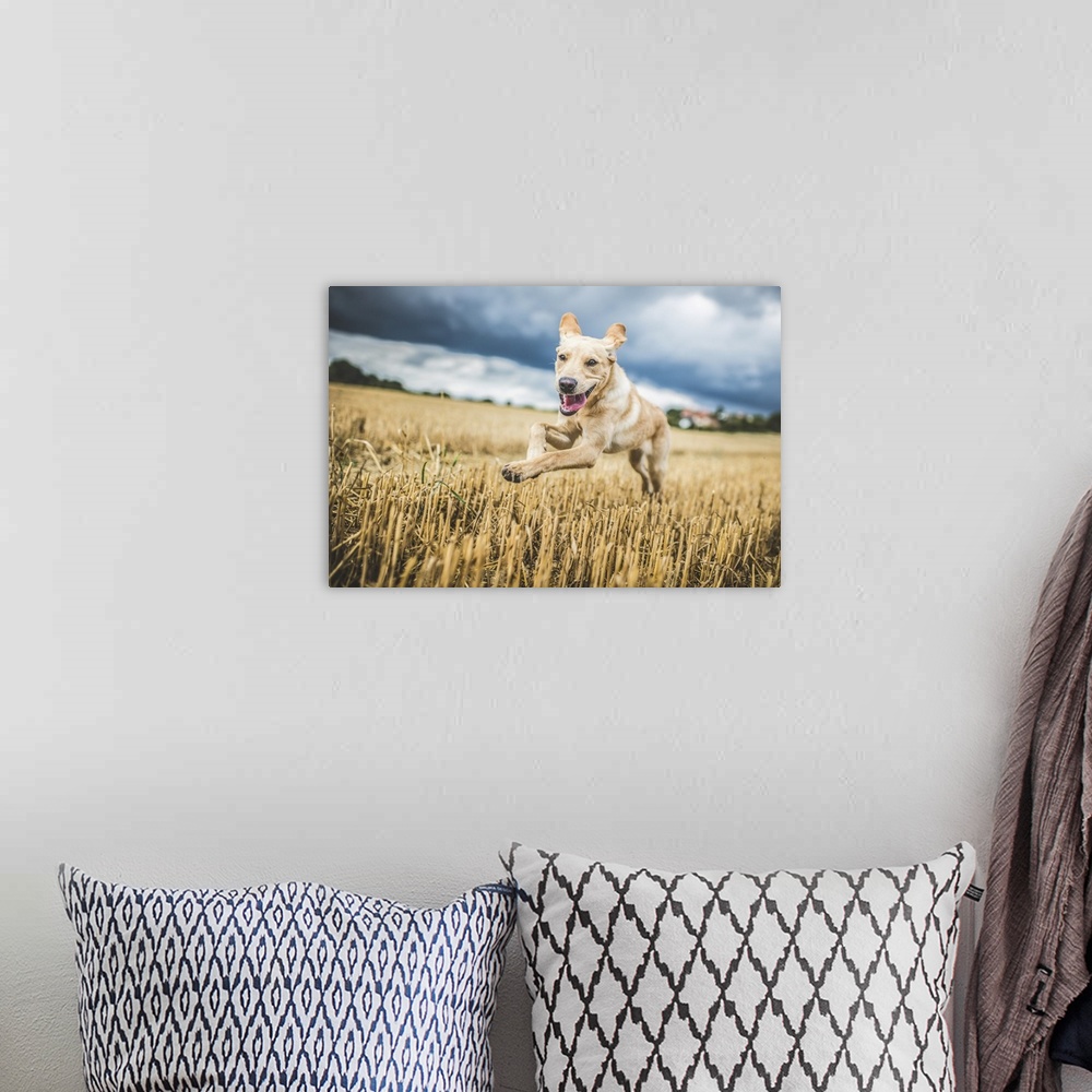 A bohemian room featuring Golden Labrador running through a field of wheat, United Kingdom, Europe