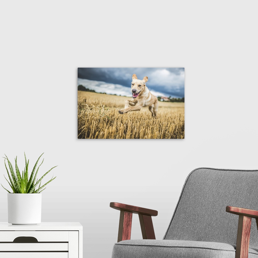 A modern room featuring Golden Labrador running through a field of wheat, United Kingdom, Europe