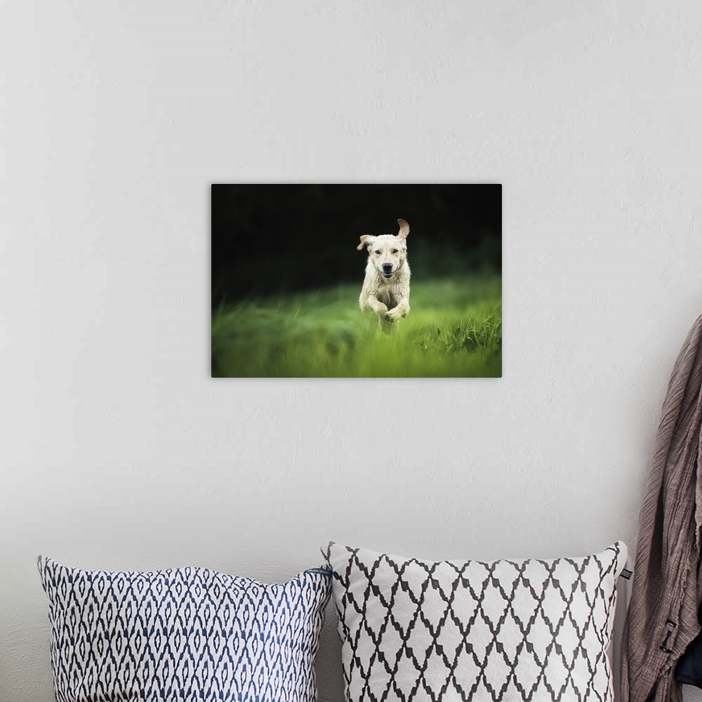 A bohemian room featuring Golden Labrador running through a field, United Kingdom, Europe