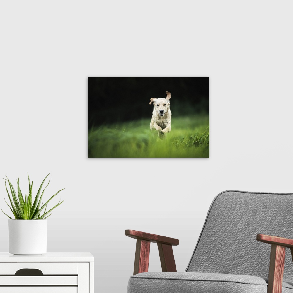 A modern room featuring Golden Labrador running through a field, United Kingdom, Europe