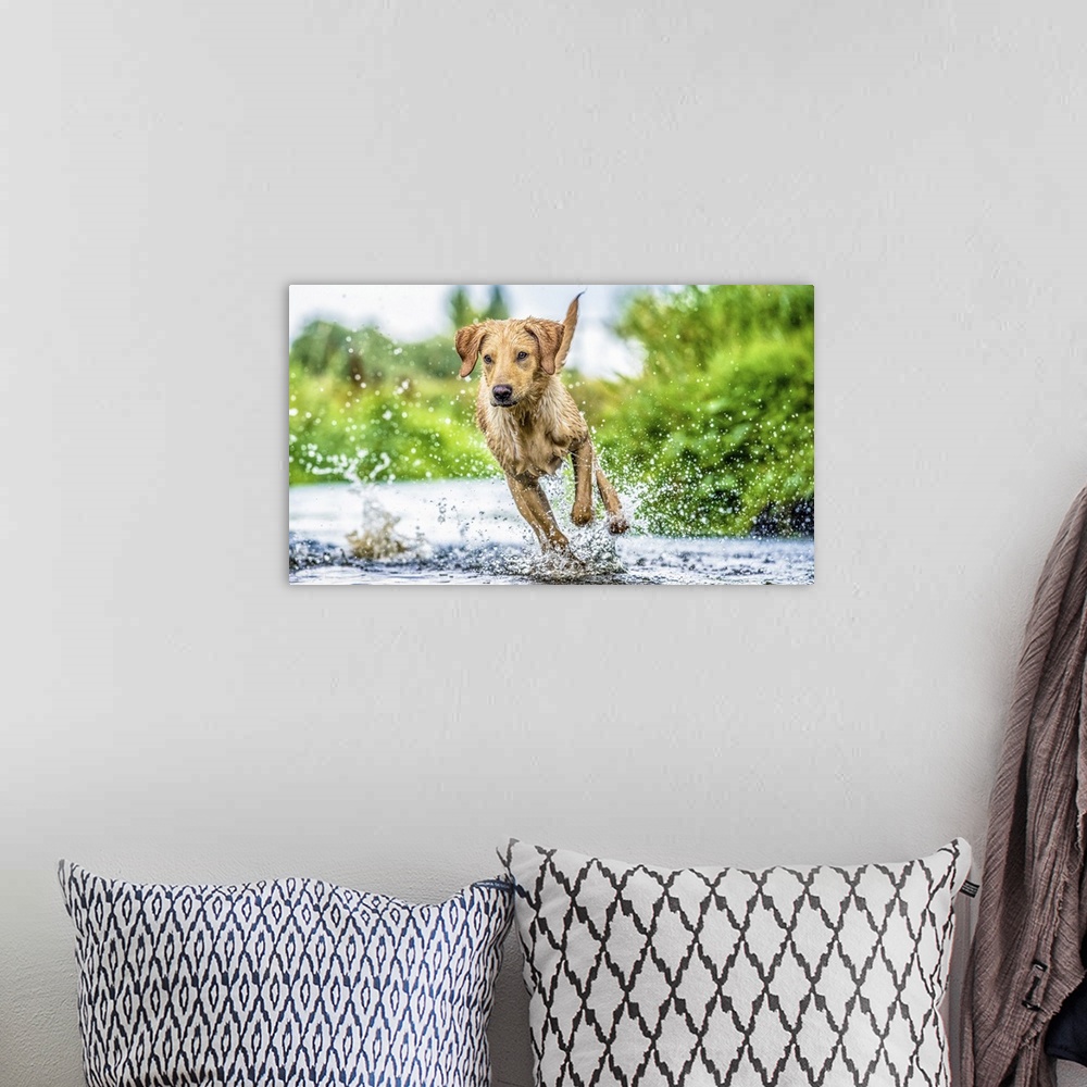 A bohemian room featuring Golden Labrador running through a shallow river, United Kingdom, Europe