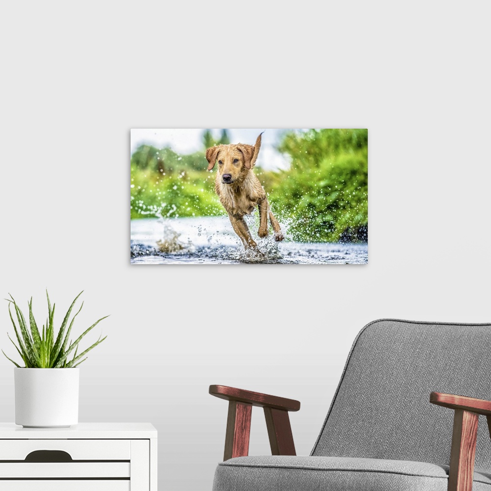 A modern room featuring Golden Labrador running through a shallow river, United Kingdom, Europe