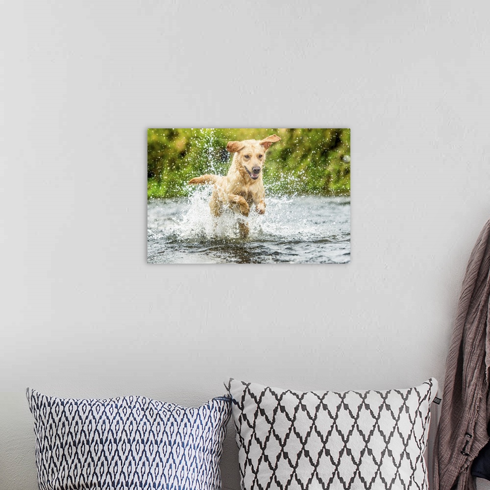 A bohemian room featuring Golden Labrador running through a shallow river, United Kingdom, Europe