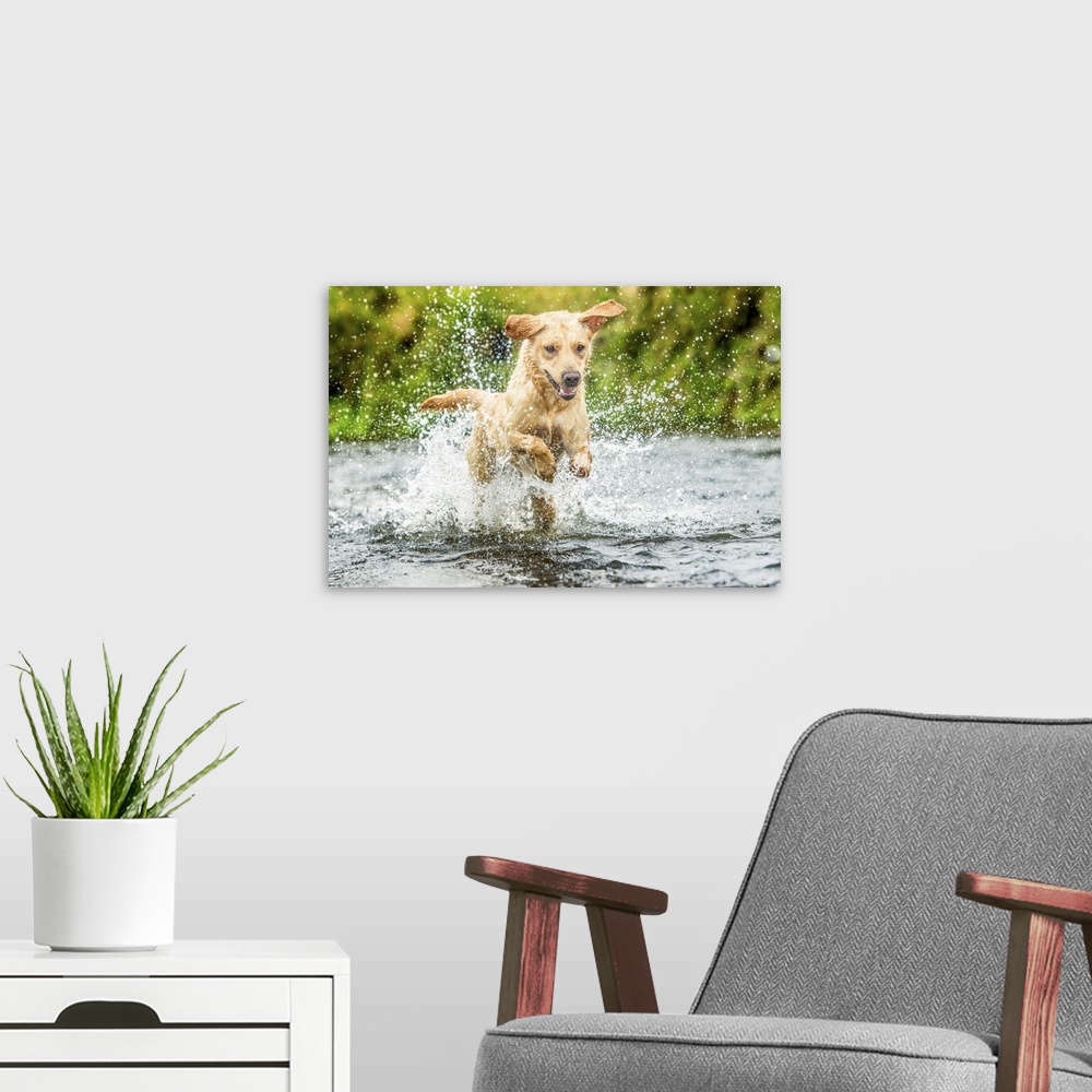 A modern room featuring Golden Labrador running through a shallow river, United Kingdom, Europe
