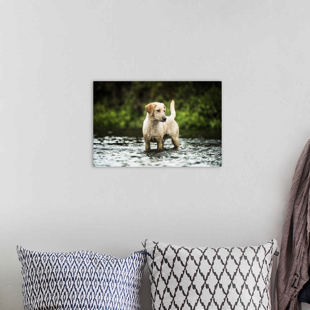 A bohemian room featuring Golden Labrador standing in a shallow river looking away from the camera, United Kingdom, Europe