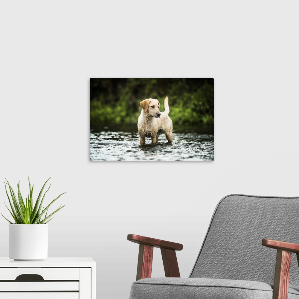 A modern room featuring Golden Labrador standing in a shallow river looking away from the camera, United Kingdom, Europe