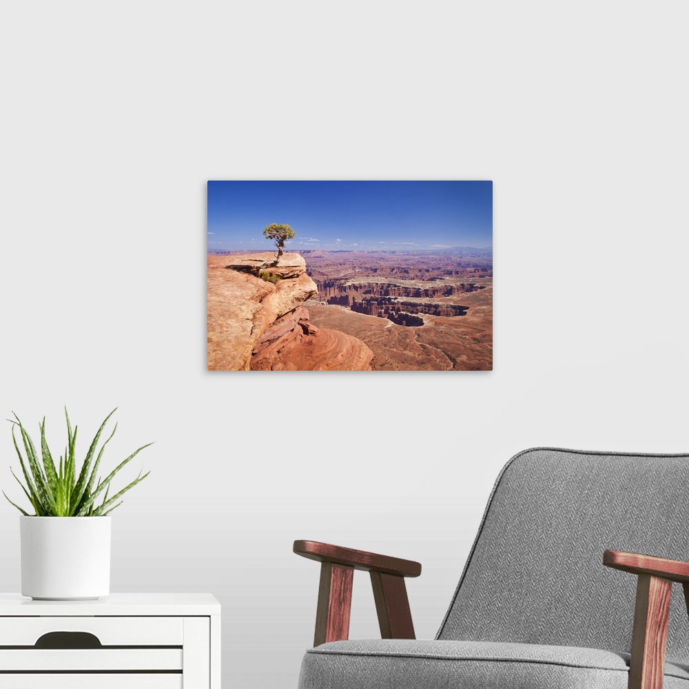 A modern room featuring Grand View Point overlook and juniper tree, Canyonlands National Park, Utah