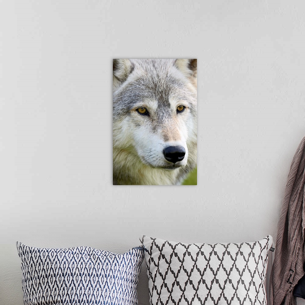 A bohemian room featuring Gray wolf in captivity, Sandstone, Minnesota, USA
