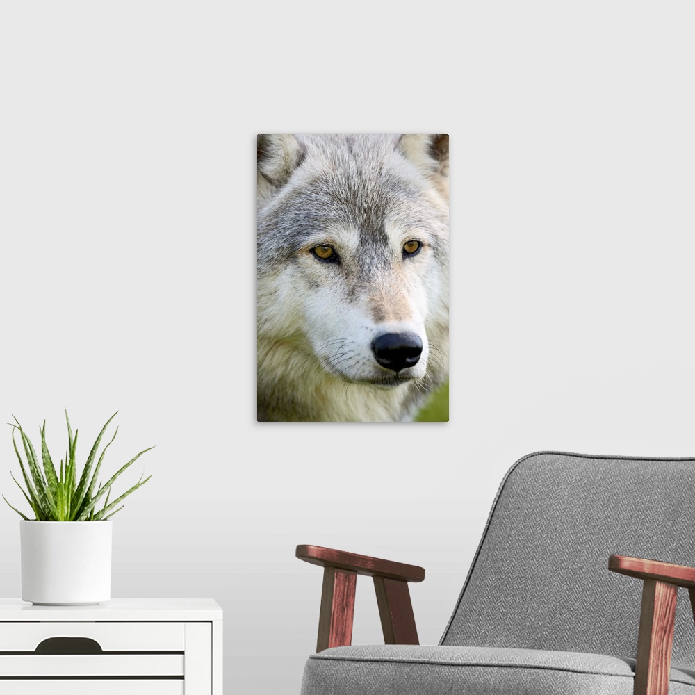 A modern room featuring Gray wolf in captivity, Sandstone, Minnesota, USA