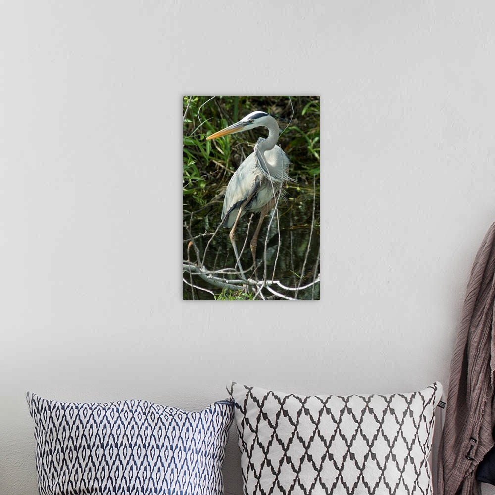 A bohemian room featuring Great Blue Heron, Everglades National Park, Florida, USA