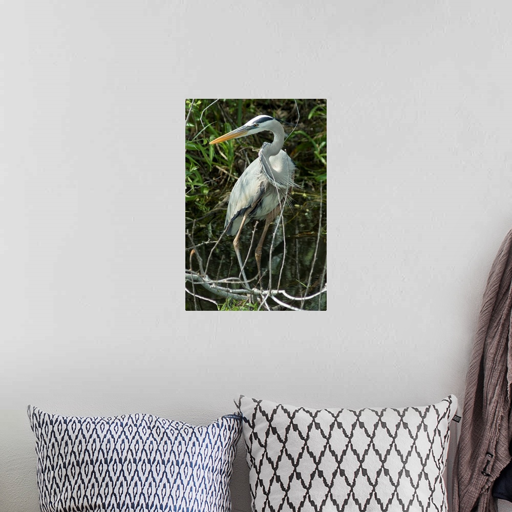 A bohemian room featuring Great Blue Heron, Everglades National Park, Florida, USA