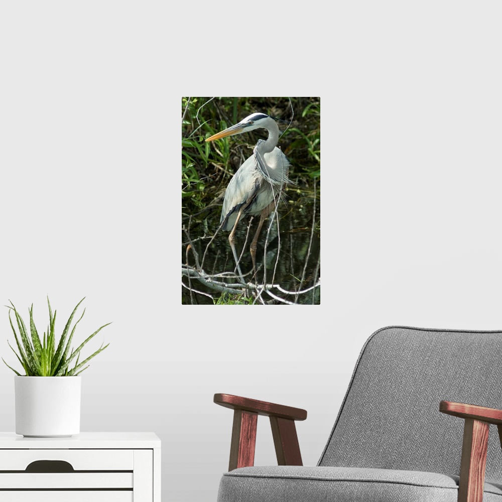 A modern room featuring Great Blue Heron, Everglades National Park, Florida, USA