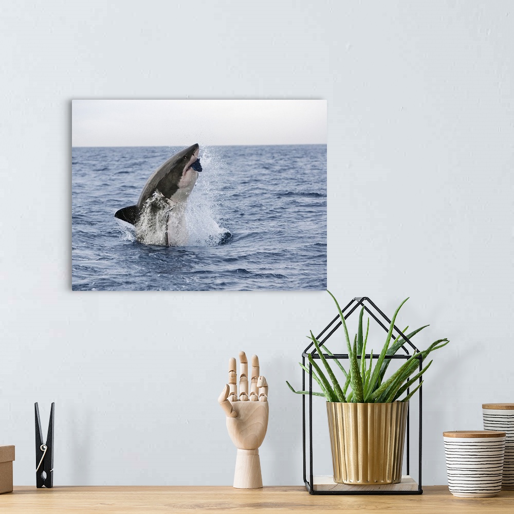 A bohemian room featuring Great white shark breaching to decoy, Seal Island, False Bay, Cape Town, Africa