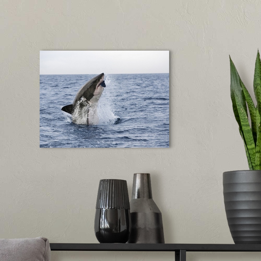 A modern room featuring Great white shark breaching to decoy, Seal Island, False Bay, Cape Town, Africa