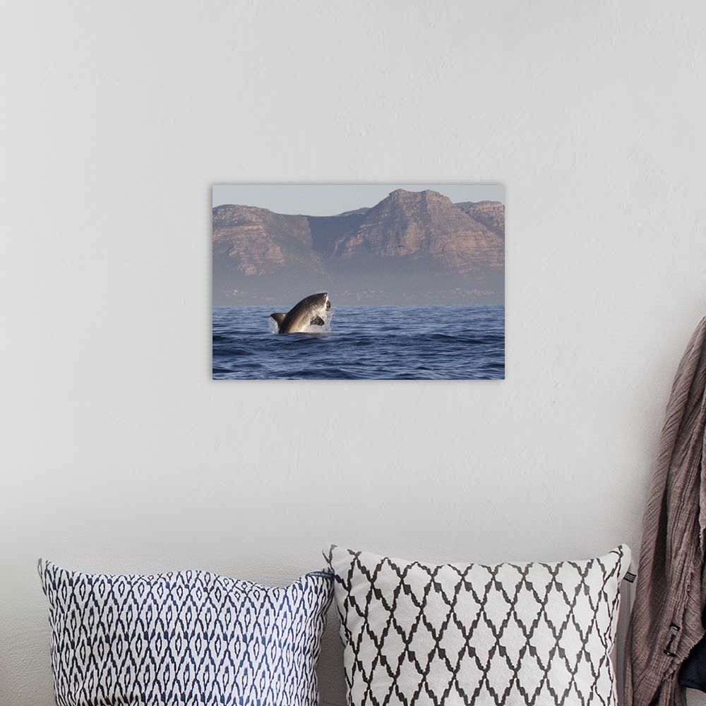 A bohemian room featuring Great white shark (Carcharodon carcharias), Seal Island, False Bay, Simonstown, Western Cape, Sou...