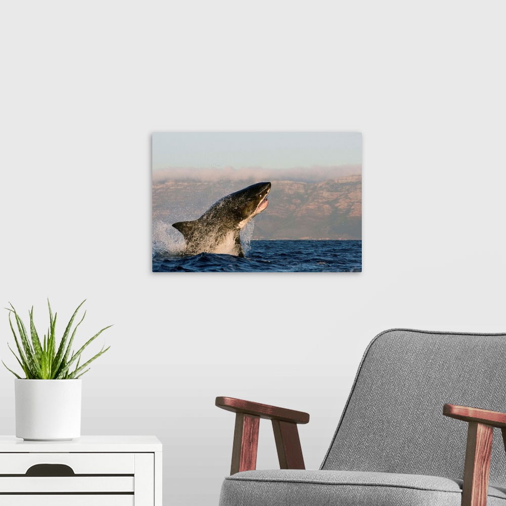 A modern room featuring Great white shark (Carcharodon carcharias), Seal Island, False Bay, Simonstown, Western Cape, Sou...