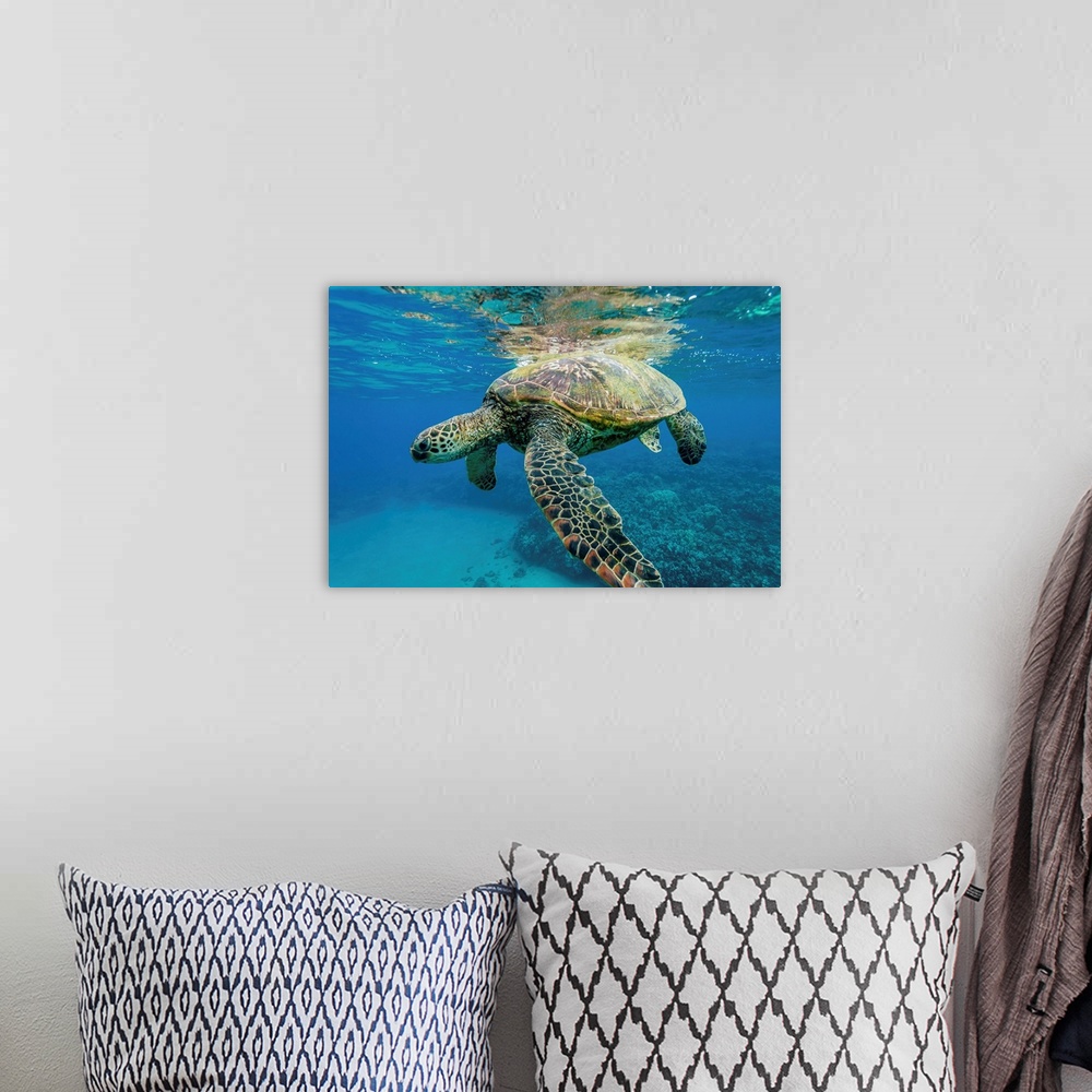 A bohemian room featuring Green sea turtle underwater, Maui, Hawaii, USA