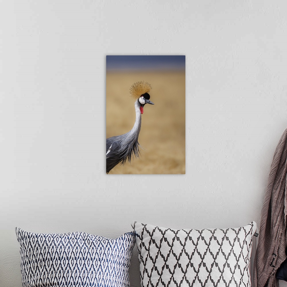 A bohemian room featuring Grey crowned crane, Ngorongoro National Park, Tanzania